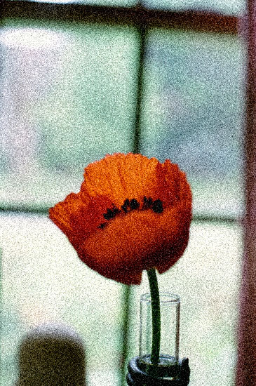 Poppy, window, rain