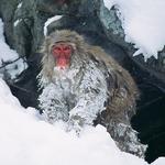 Snow monkey