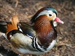 Ruddy duck