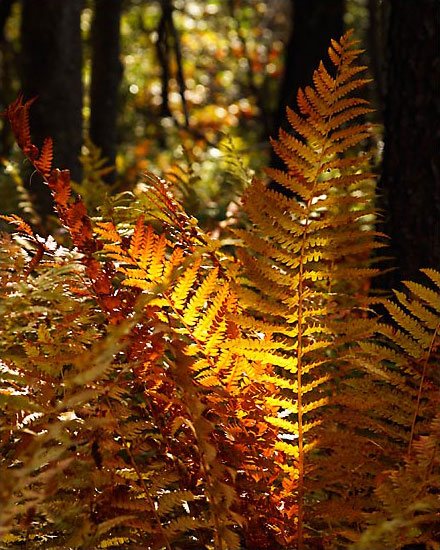 Autumn in the forest